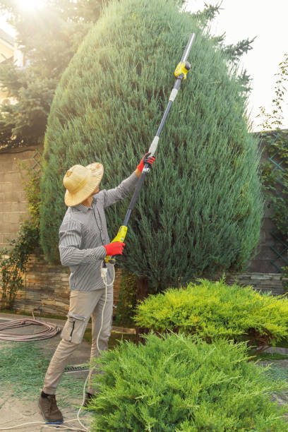 Lawn Watering Services in Country Club Hills, IL